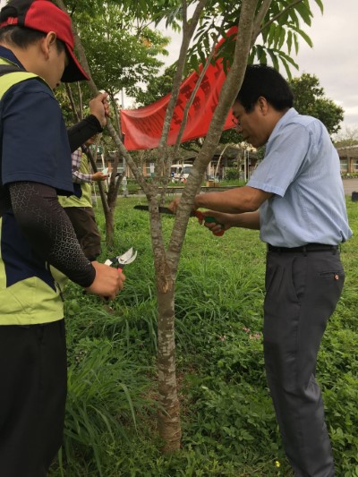 民眾體驗修枝