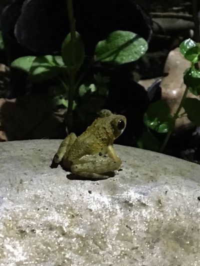 蟾蜍，生態豐富