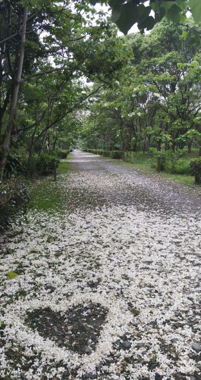 入園遊客浪漫地將油桐花排設出愛心圖樣