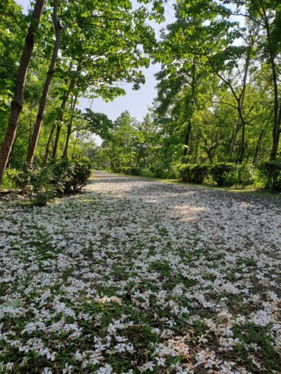 園區4月中旬油桐花盛開，花落似雪