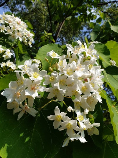 園區4月桐花盛開