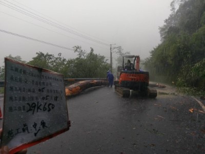 大雪山林道29.6k樹木斷裂