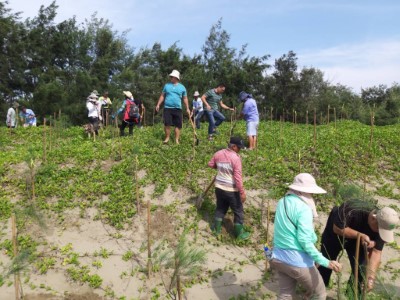 種下700棵海岸第一線樹種木麻黃