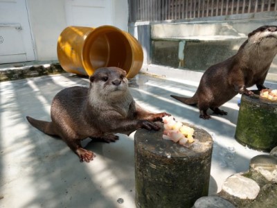 被飼養的水獺