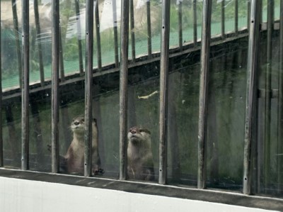 關在籠中被飼養的水獺