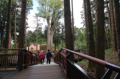 觀賞香林神木全景