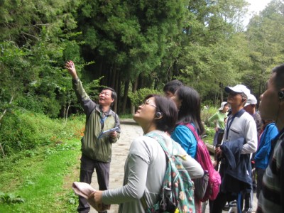 阿里山植物解說