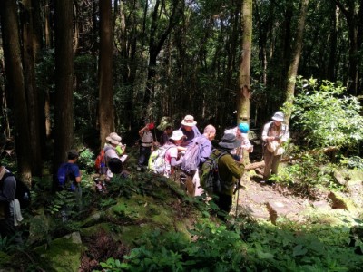 加里山牛樟盜伐解說地點(新竹林區管理處提供)