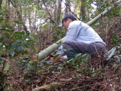 嘉義林管處同仁伐除蔓生孟宗竹
