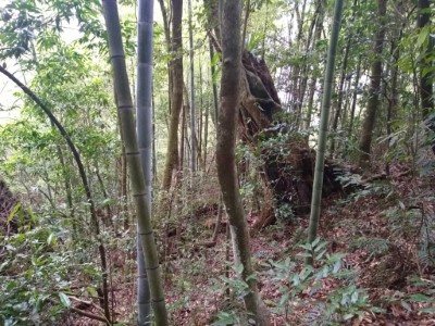 孟宗竹類蔓生對於西施花生育地造成競爭