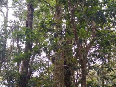 西施花(阿里山杜鵑)林相優美，樹齡推估超過百年