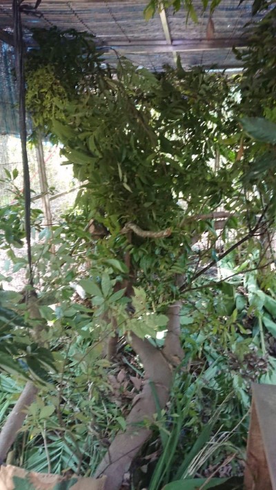 籠舍多樣化佈置