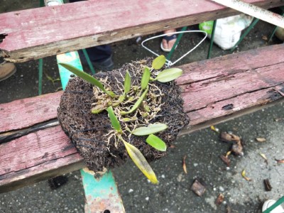 竊取、販賣稀有瀕危植物!小心觸法!!