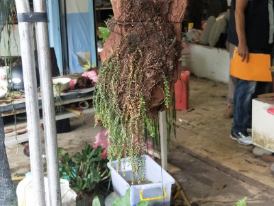 竊取、販賣稀有瀕危植物!小心觸法!!