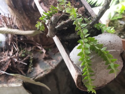 竊取、販賣稀有瀕危植物!小心觸法!!
