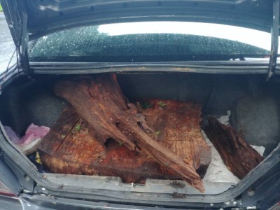 查獲車輛上載運台灣肖楠-1(攝影者-新竹林區管理處大溪工作站同仁)
