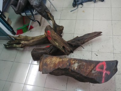 查獲遭竊取之台灣肖楠(攝影者-新竹林區管理處大溪工作站同仁)
