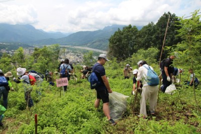 大批民眾湧入造林地刈除小花蔓澤蘭