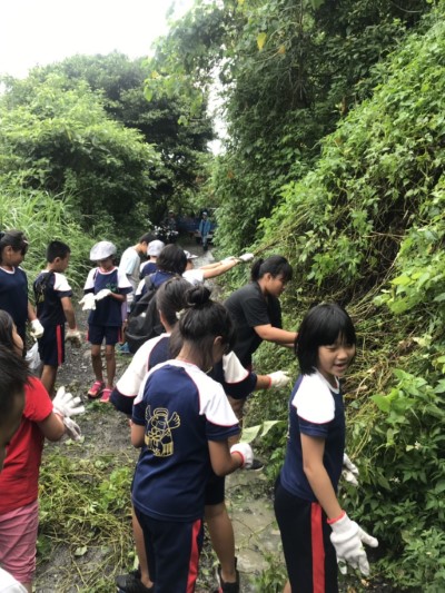小朋友努力拔除小花蔓澤蘭2