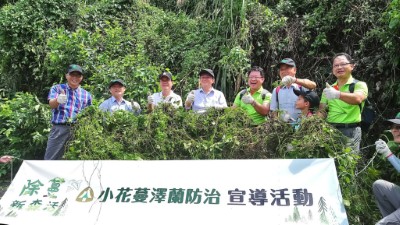 小花蔓澤蘭防治活動
