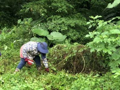 知本工作站，拒絕〝蔓〞舞，除蔓總動員！