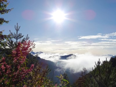 大雪山虎杖1