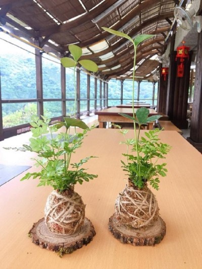 植物苔球手作-成品照