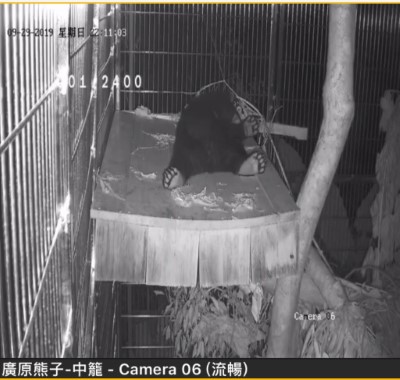 廣原黑熊新家休憩平台睡覺