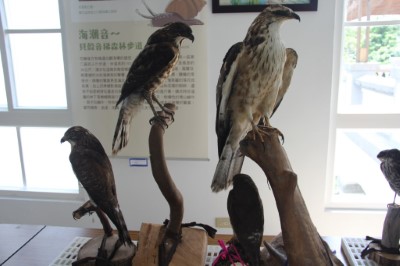 各種猛禽標本