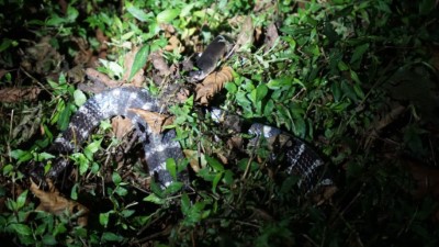 圖4、與白梅花蛇長得像的雨傘節