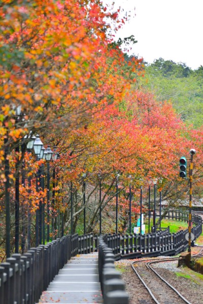 對高岳木棧道楓紅-黃源明提供