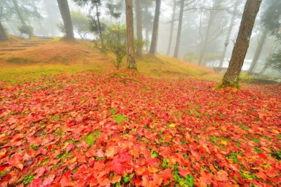 阿里山植物園紅色地毯-黃源明提供