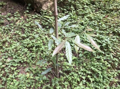 狹葉高山櫟生長情形