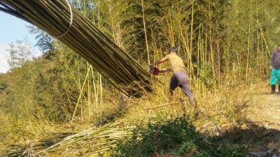 桃園市復興區桂竹發展協會竹產地參訪