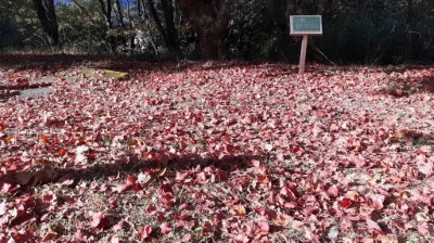 大雪山紅葉地毯