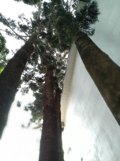遊客中心屋簷易遭小葉南洋杉撞擊