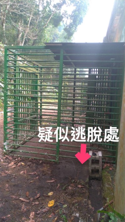 1090102利稻小熊逃逸