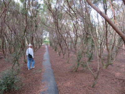 102年參加短期經濟林造林農地(相思樹)-高雄市路竹區華正段