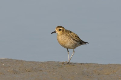 太平洋金斑鴴非繁殖羽