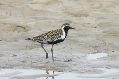 .太平洋金斑鴴繁殖羽