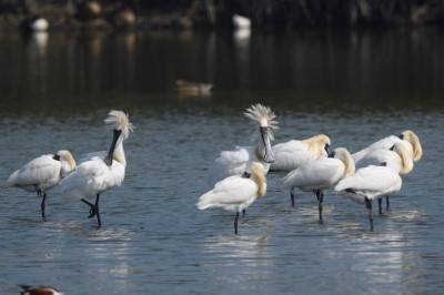 黑面琵鷺繁殖羽