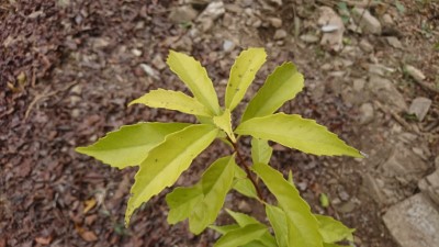 區內栽植青剛櫟