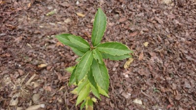 區內栽植青剛櫟