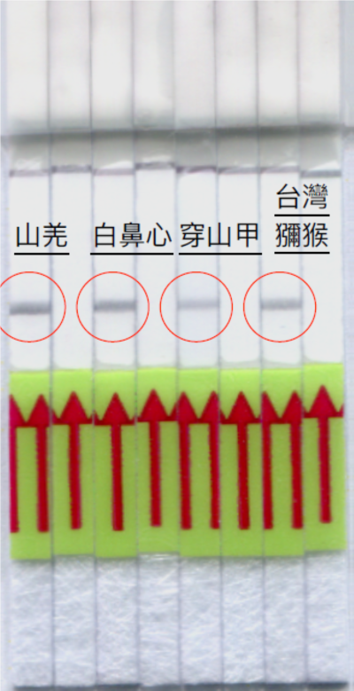 肉品鑑定-試紙