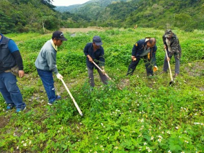 於朝庸溪上游的造林地內進行鋤除外來入侵種