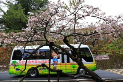 電動遊園車穿梭吉野櫻下-2.JPG