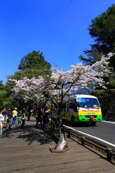 電動遊園車穿梭吉野櫻下