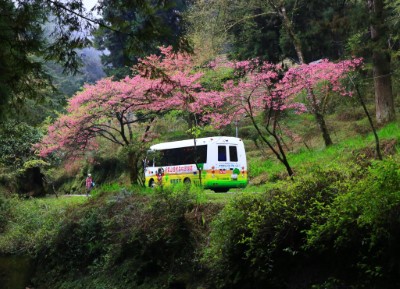 電動遊園車與山櫻花-2