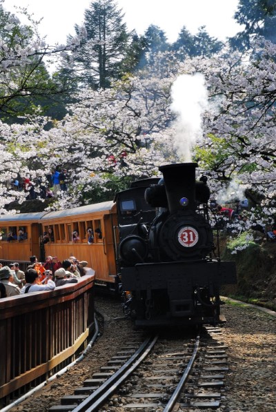 阿里山櫻花蒸汽火車-黃源明攝影