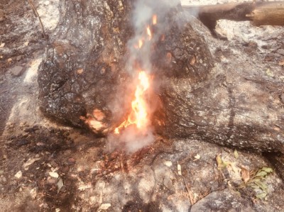 桃源區復興里二葉松復燃及撲滅照2